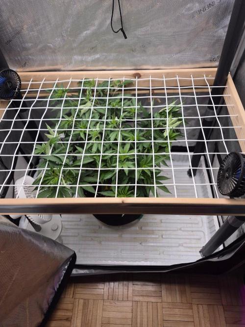 Sour Diesel. Week 9