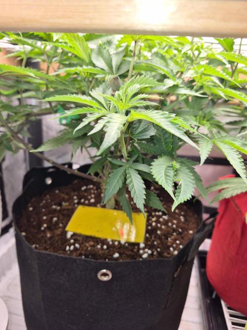 Twisted Genetics. Week 8