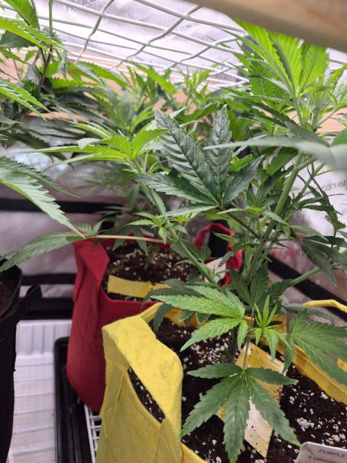 Twisted Genetics. Week 8