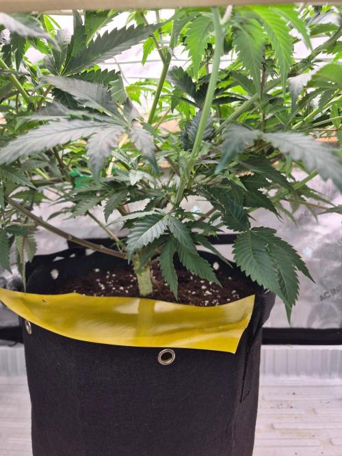 Sour Diesel. Week 10