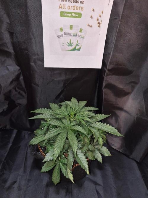 Cannabiz Seeds. Week 4