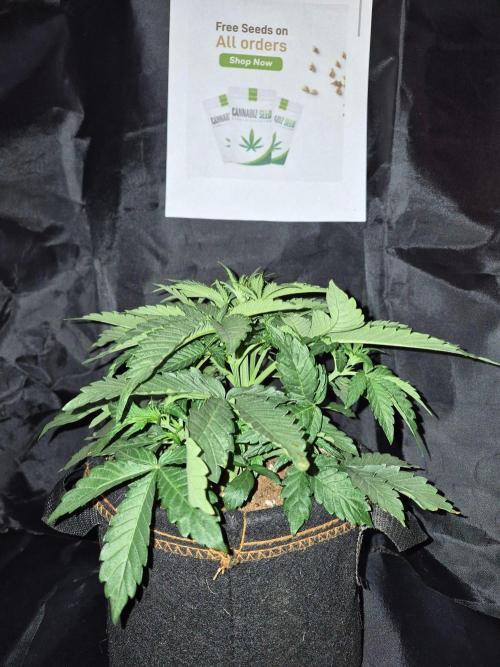 Cannabiz Seeds. Week 4