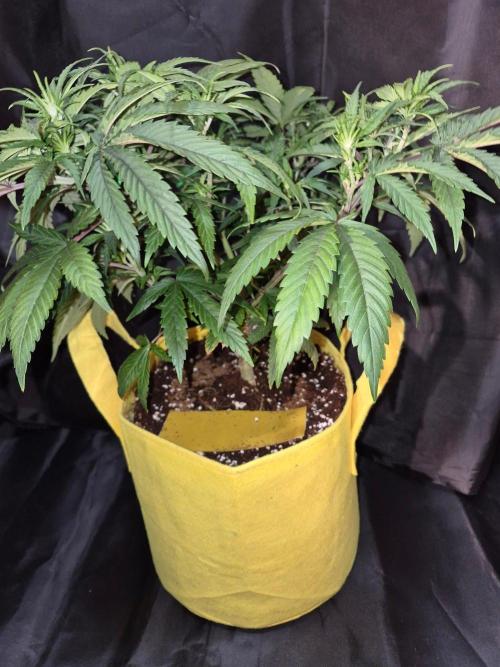 Twisted Genetics. Week 9