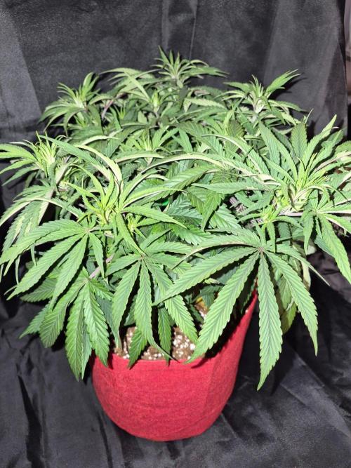 Twisted Genetics. Week 9