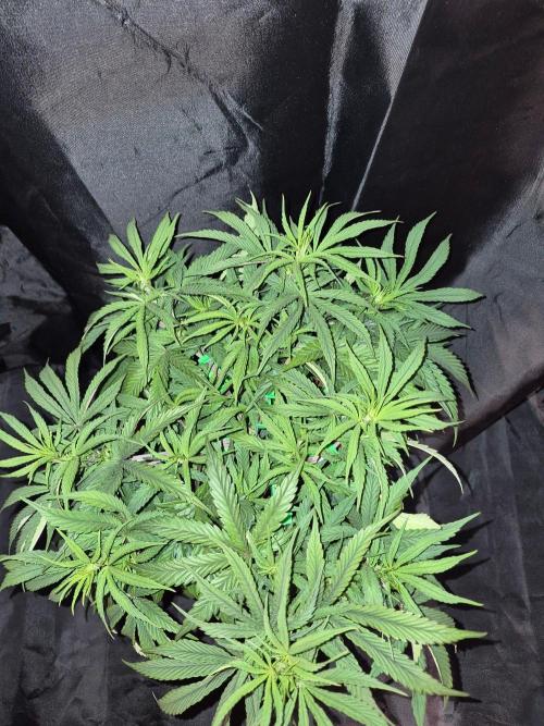 Twisted Genetics. Week 9