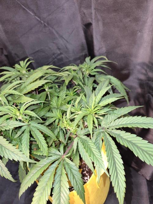 Twisted Genetics. Week 9