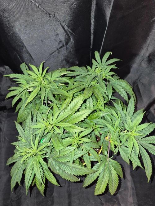 Twisted Genetics. Week 9