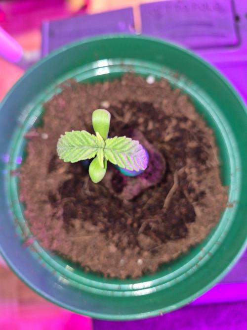 Cannabiz Seeds. Week 1