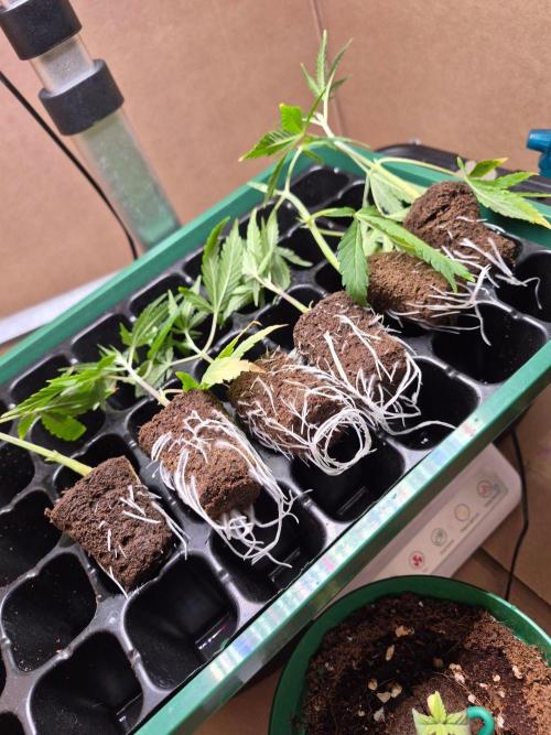 Purple kush x original glue F1 Clones. Week 0