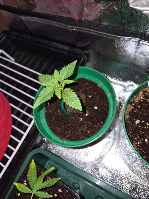 Cannabiz Seeds. Week 2