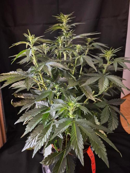 Cannabiz Seeds. Week 5