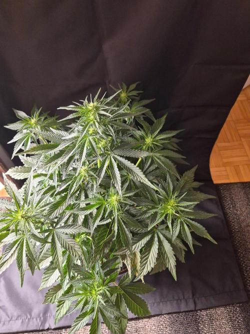 Cannabiz Seeds. Week 5