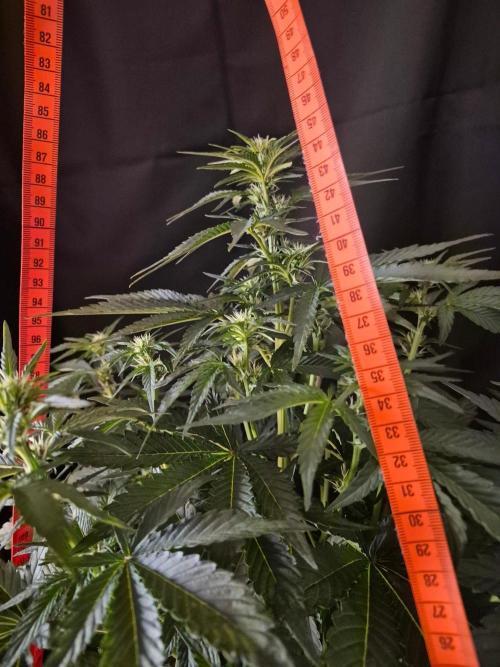 Cannabiz Seeds. Week 5