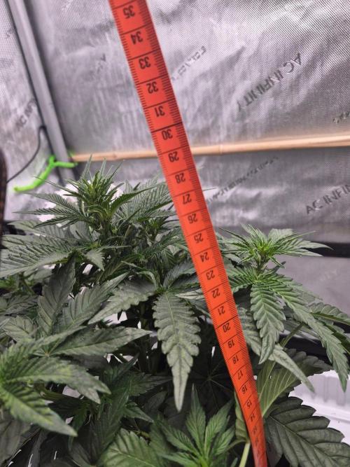 Cannabiz Seeds. Week 5