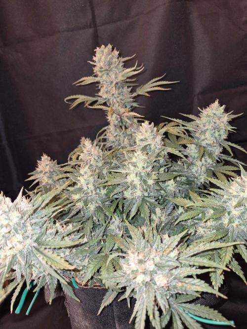 Twisted Genetics. Week 11