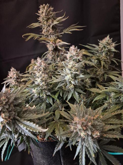 Twisted Genetics. Week 11