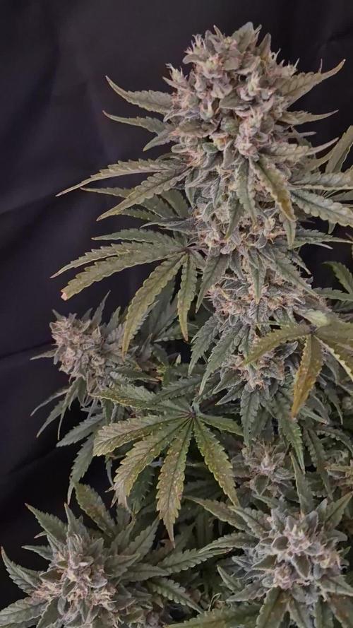 Twisted Genetics