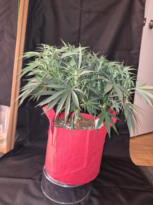 Twisted Genetics. Week 10