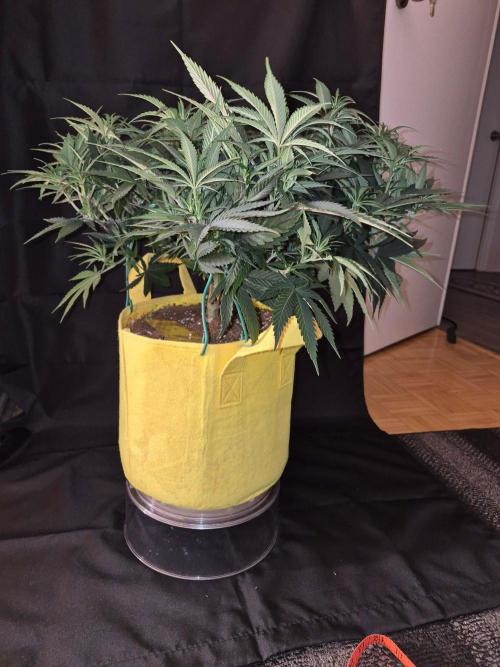 Twisted Genetics. Week 10