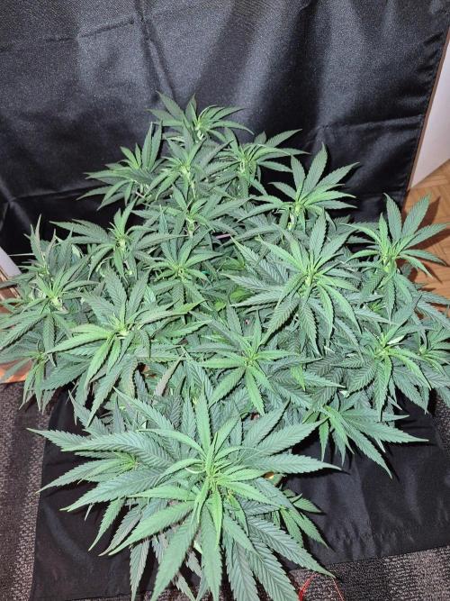 Twisted Genetics. Week 10