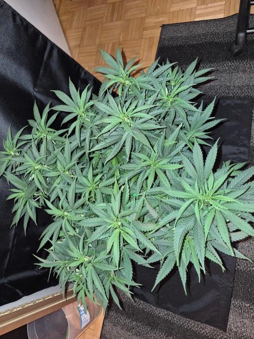 Twisted Genetics. Week 10