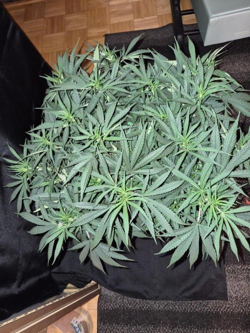 Twisted Genetics. Week 10