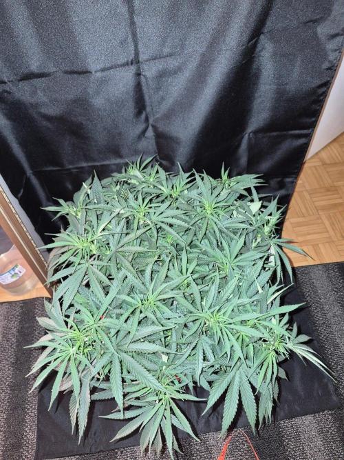 Twisted Genetics. Week 10