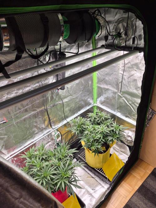 Twisted Genetics. Week 10