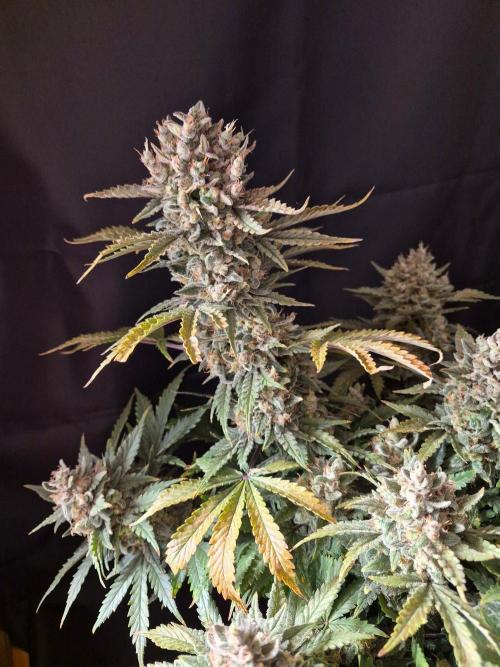 Twisted Genetics. Week 12