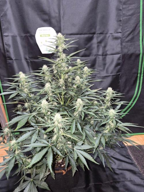 Cannabiz Seeds. Week 6