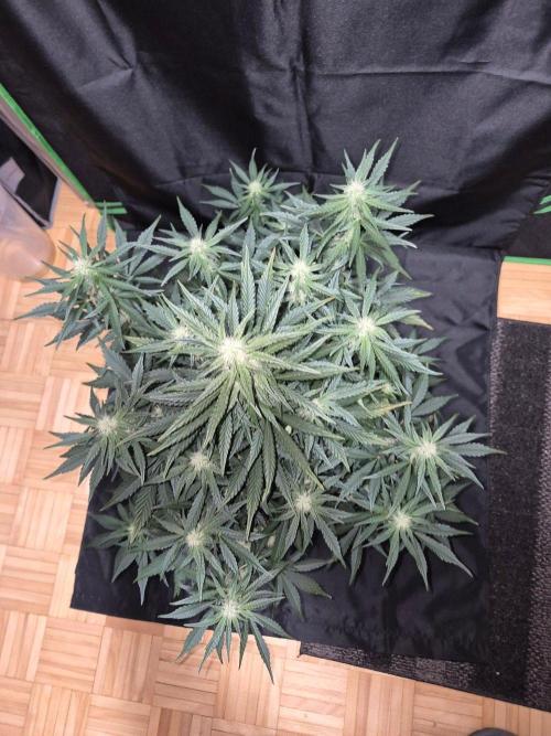 Cannabiz Seeds. Week 6