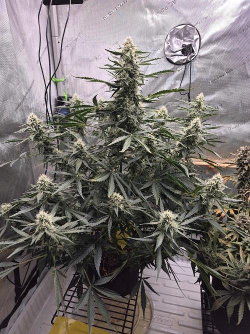Cannabiz Seeds. Week 7