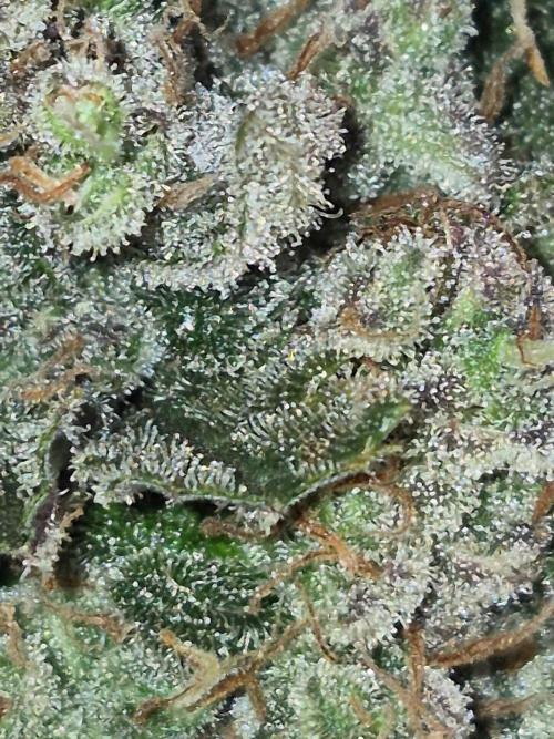 Twisted Genetics. Week 14