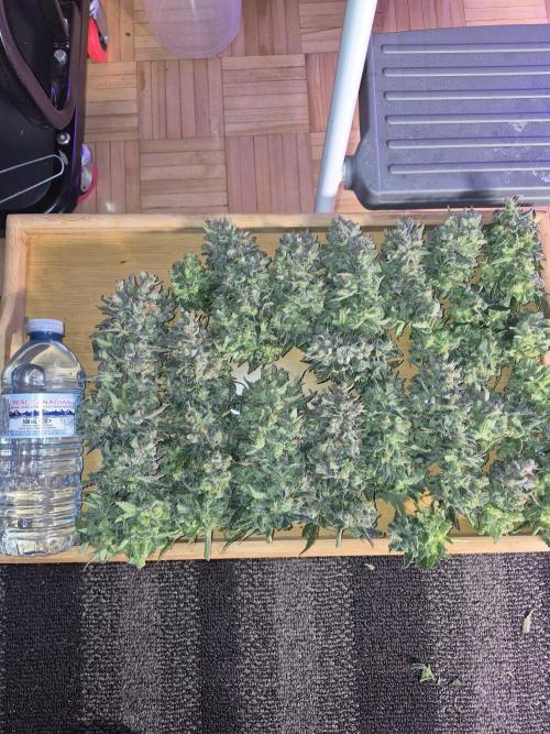 Twisted Genetics. Week 14