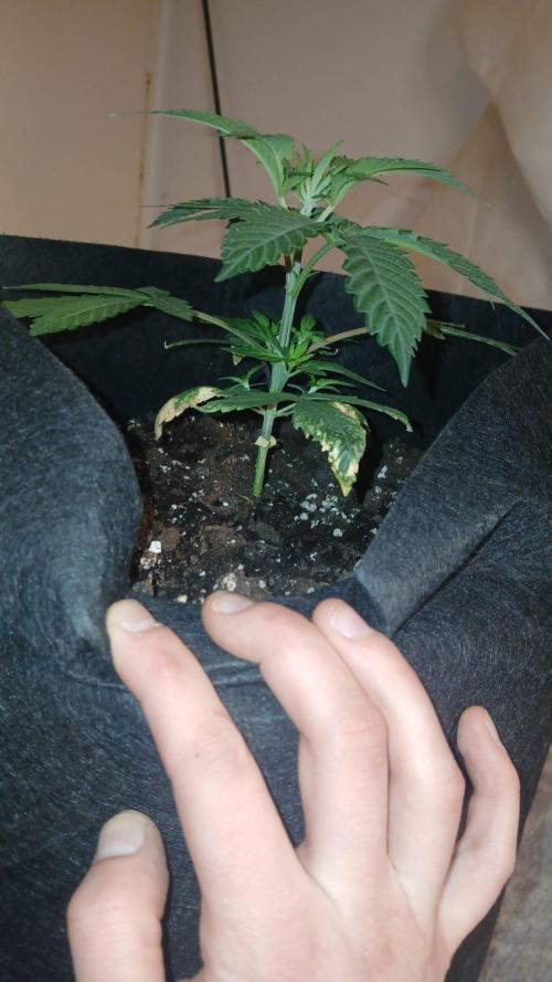 bubba kush. Week 3 - a