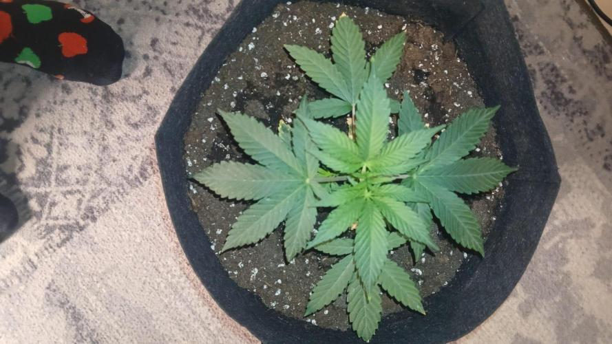 bubba kush. Week 3 - a