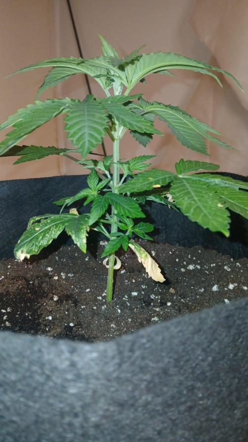 bubba kush. Week 3 - b