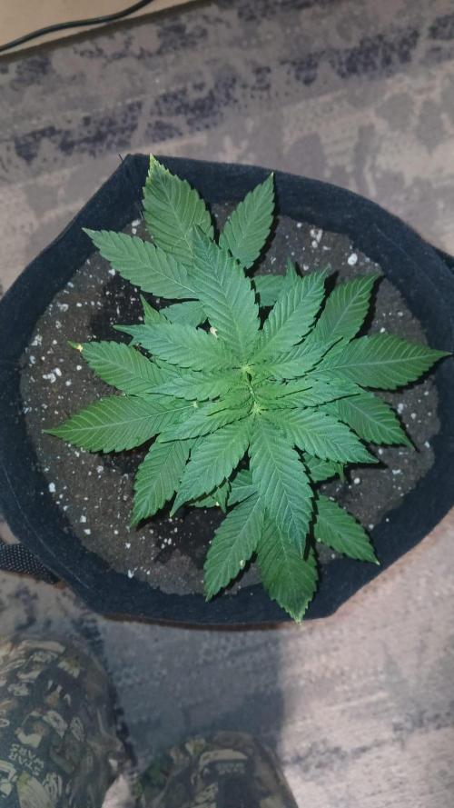 bubba kush. Week 3 - b