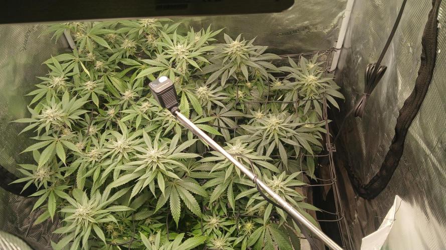 bubba kush. Week 6