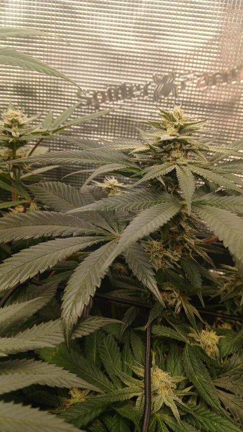 bubba kush. Week 6