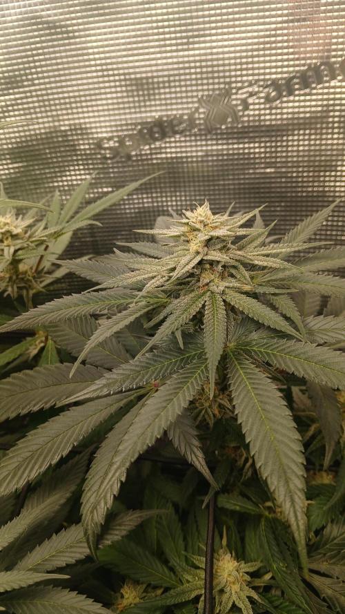 bubba kush. Week 6