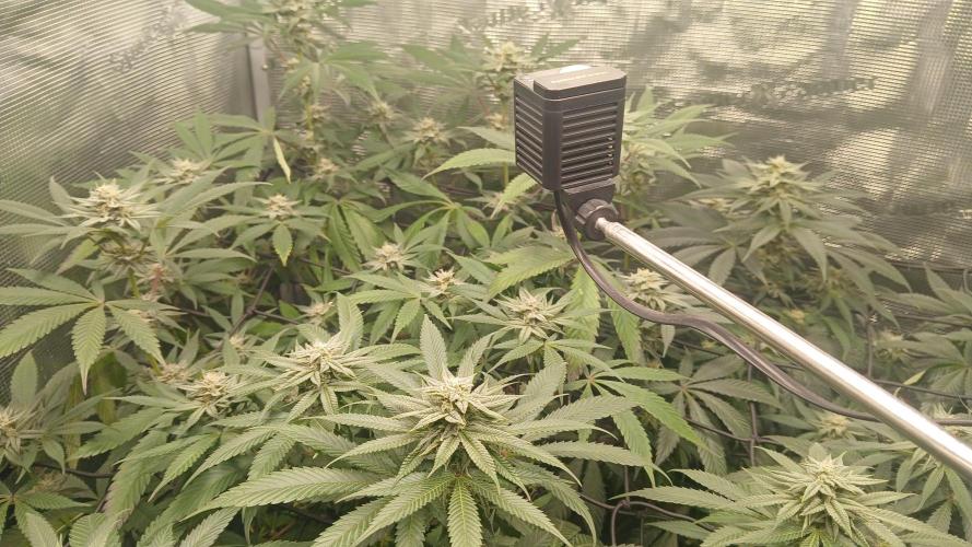 bubba kush. Week 6