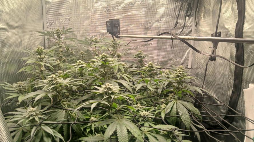 bubba kush. Week 6