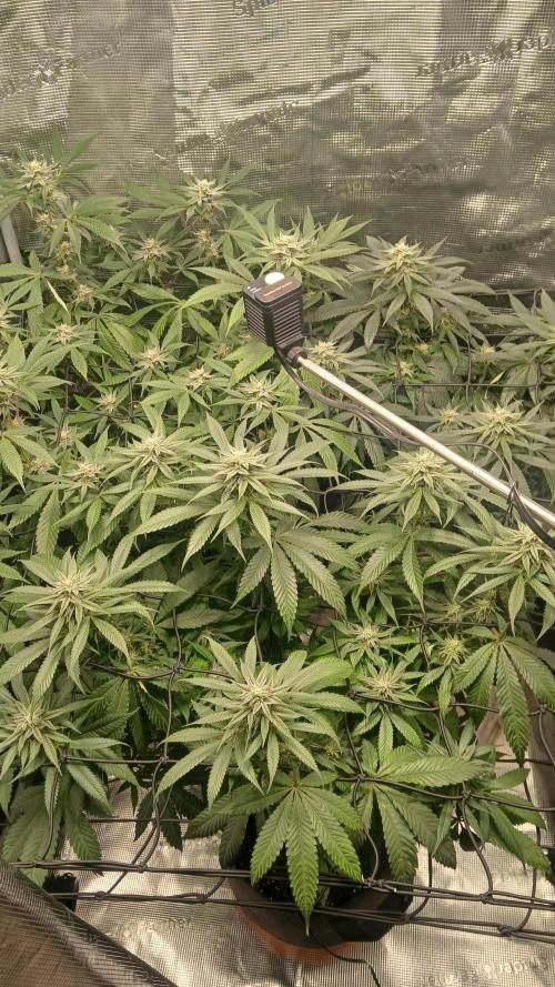 bubba kush. Week 6