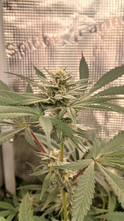 bubba kush. Week 6