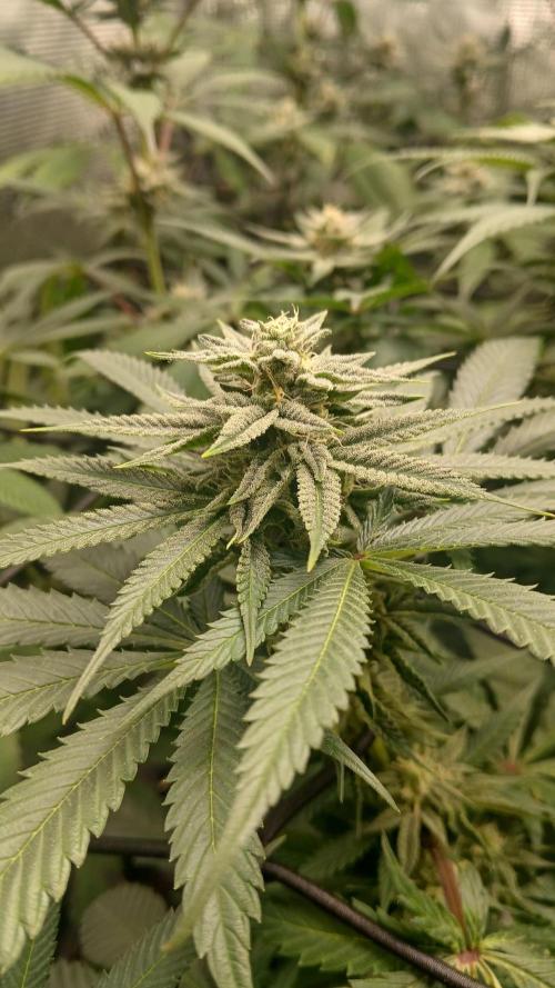 bubba kush. Week 6