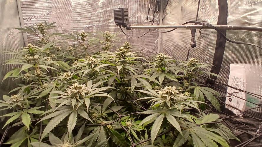 bubba kush. Week 6
