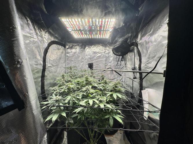 bubba kush. Week 7