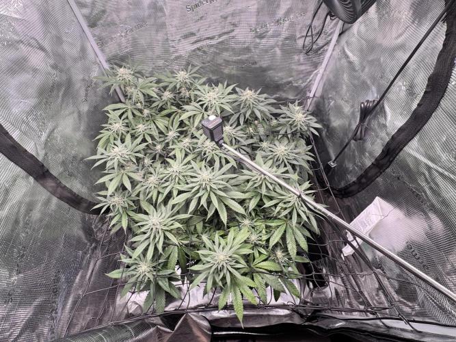 bubba kush. Week 7