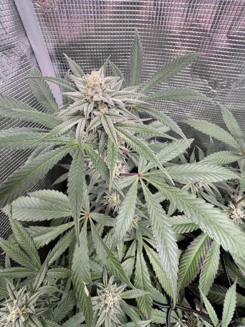 bubba kush. Week 7